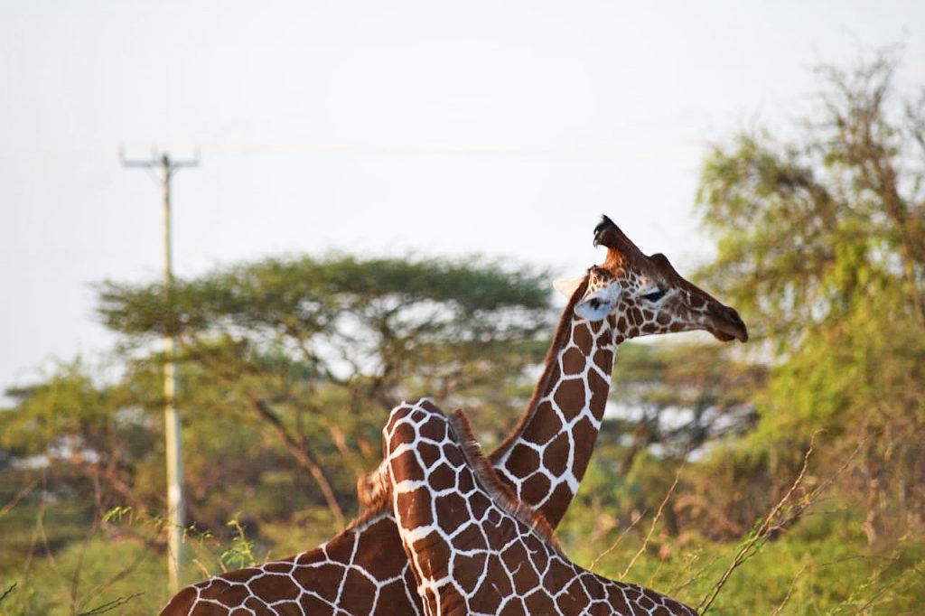 Could CONFLICTS Explain the Growing Battle of the Giants? – Somali Giraffe  Project